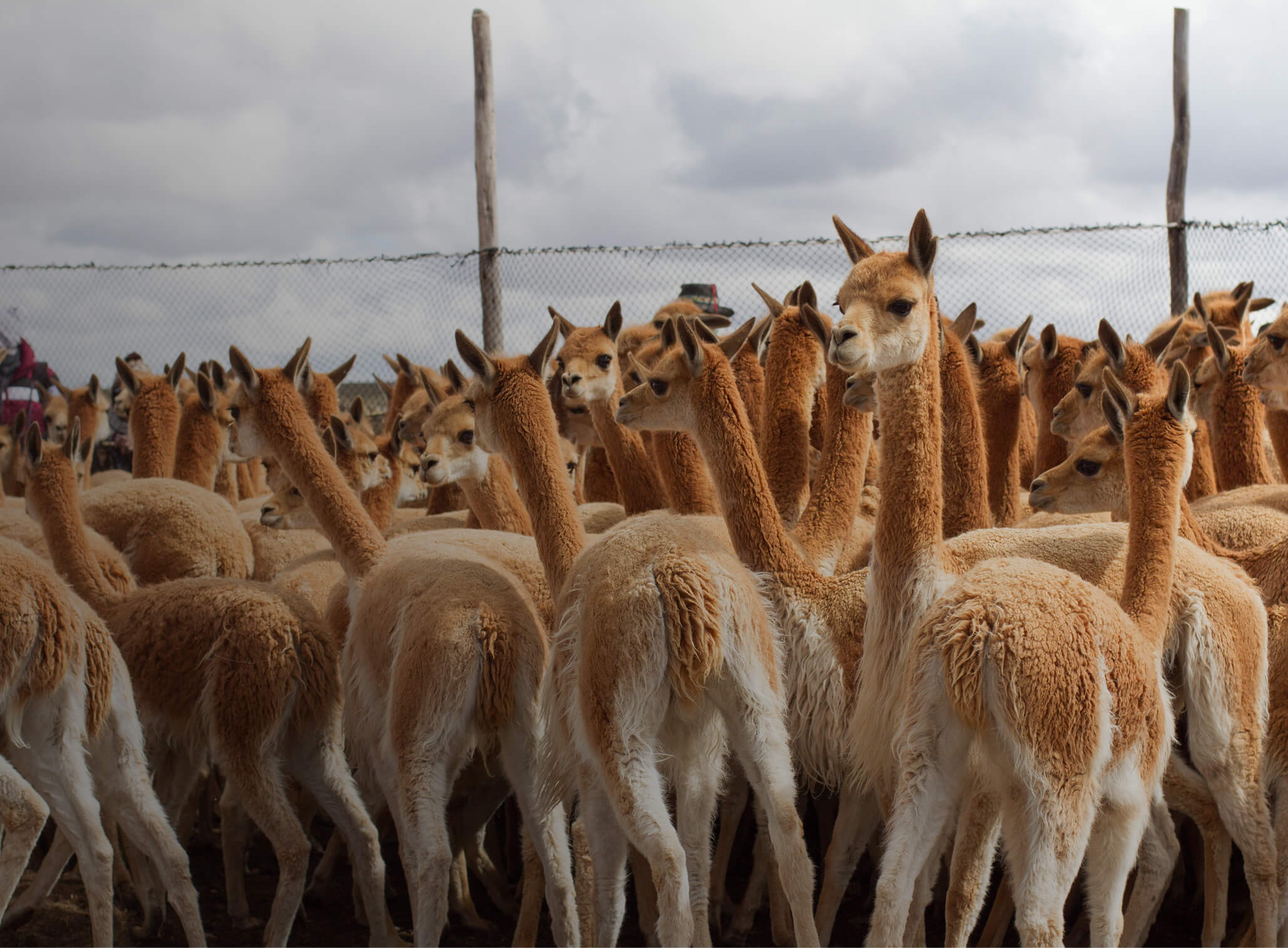 Sustainable fashion collection featuring Peruvian llama wool